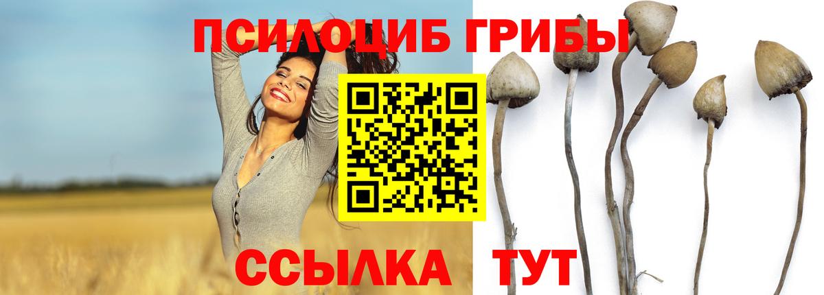Псилоцибиновые грибы Magic Shrooms  Вход с VPN  Киров  где купить   Псилоцибиновые грибы мицелий 